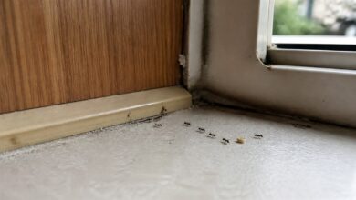 Ameisen im Wohnwagen bekämpfen: wirksam und möglichst giftfrei