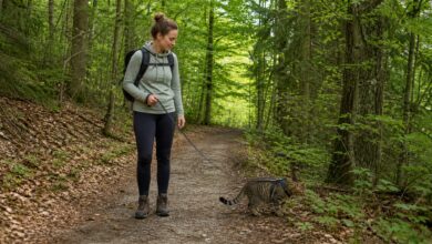 Wanderin mit angeleinter Katze auf einem Waldweg
