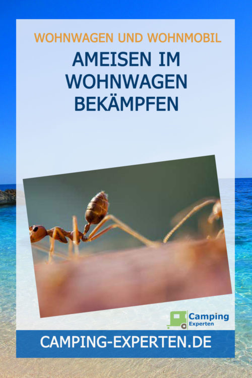 Ameisen im Wohnwagen bekämpfen
