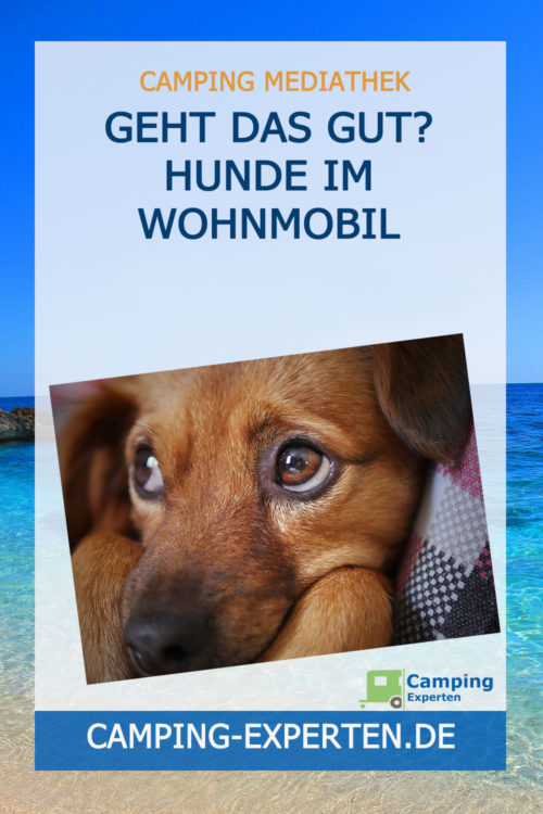 Geht das gut? Hunde im Wohnmobil